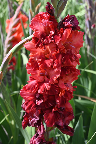 gladiola, gladioly, mečík, mečíky, cibuľoviny